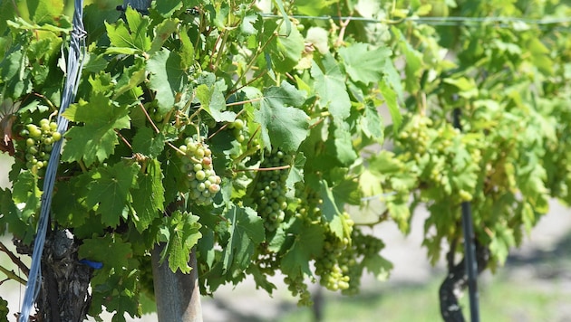 Frankreichs Regierung subventioniert Winzerinnen und Winzer, wenn sie Rebeflächen roden ...