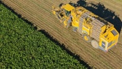 Oberösterreichs Bauern freuen sich über Spitzen-Erträge bei Mais, Soja und Ölkürbis