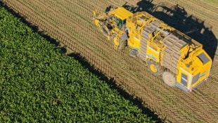 Oberösterreichs Bauern freuen sich über Spitzen-Erträge bei Mais, Soja und Ölkürbis