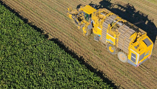 Oberösterreichs Bauern freuen sich über Spitzen-Erträge bei Mais, Soja und Ölkürbis
