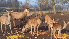 Fütterung im Wildgehege: Bei einer ähnlichen Szene kam es zu der Attacke.