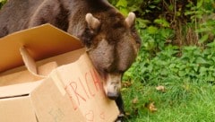 „Erich“ lebt seit zehn Jahren im Bärenwald Arbesbach. Zum Jahrestag bekam er ein extra ...