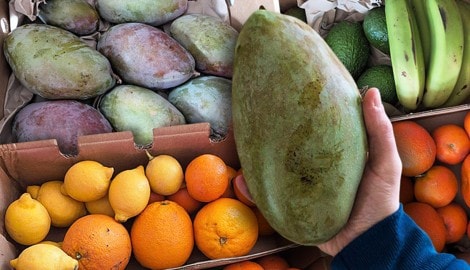 Die EU-Mango kommt mit der Post aus Spanien.