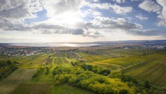 Auf eine lange Tradition blickt der weithin bekannte Weinbau rund um den Neusiedler See zurück.