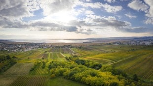Auf eine lange Tradition blickt der weithin bekannte Weinbau rund um den Neusiedler See zurück.