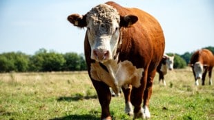 In Pfunds kam es zu der tödlichen Stier-Attacke (Symbolbild).