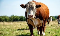 In Pfunds kam es zu der tödlichen Stier-Attacke (Symbolbild).