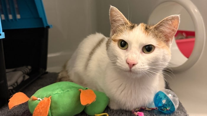 Reizender Findling wartet auf seine Menschen