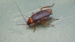 Eine Kakerlake (Symbolbild)