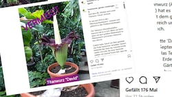 Auf Instagram berichtet der Botanische Garten über den Diebstahl.