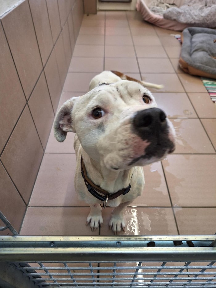 Wir besuchten „Aurora“ im Tierheim.