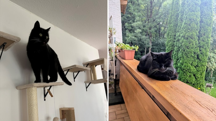 Das rabenschwarze Kerlchen.