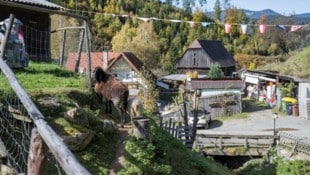 Der Tierpark kann nicht mehr weiterbetrieben werden. 