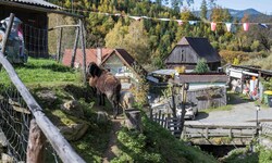 Der Tierpark kann nicht mehr weiterbetrieben werden. 