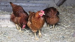 Drei Hühner fuhren Erste Klasse in der Schnellbahn. (Symbolbild)