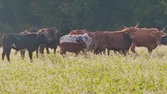 Freiheit statt Stall: Diese zehnköpfige Rinderherde ist seit Wochen „auf der Flucht“ und genießt ...