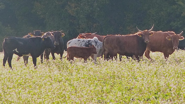 Freiheit statt Stall: Diese zehnköpfige Rinderherde ist seit Wochen „auf der Flucht“ und genießt ...