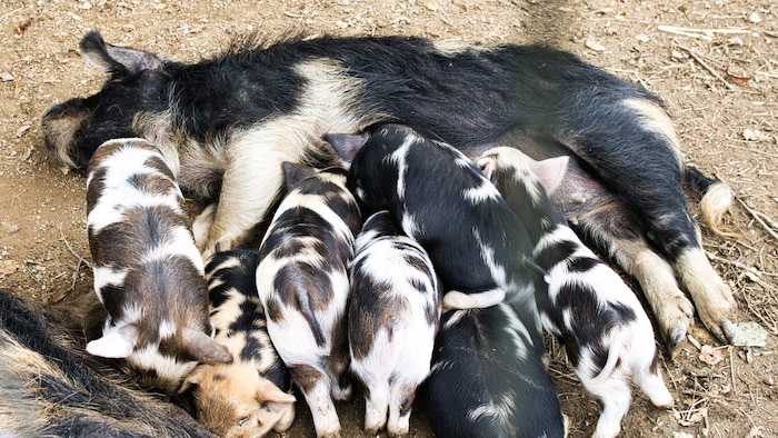 Glückliche Kunekune-Schweine beim Buschenschank Dokter.