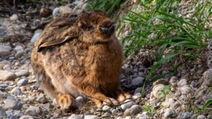 Ein kranker Hase – er wird die Myxomatose wohl nicht überleben. Oft sitzen die Tiere auf der ...
