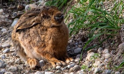 Ein kranker Hase – er wird die Myxomatose wohl nicht überleben. Oft sitzen die Tiere auf der ...