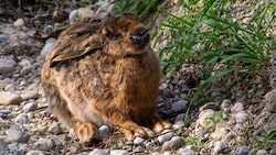 Ein kranker Hase – er wird die Myxomatose wohl nicht überleben. Oft sitzen die Tiere auf der ...