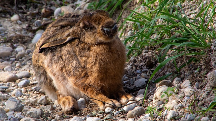 Die Tularämie befällt vor allem Feldhasen, Wildkaninchen und andere Nagetiere.