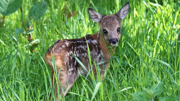 A fawn was mistakenly shot in the archery park in the Mühlviertel.