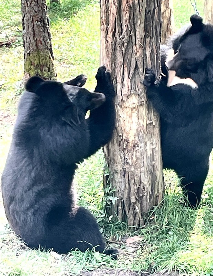 Die beiden Verliebten teilen sich nun ein Außengehege im Weißen Zoo.