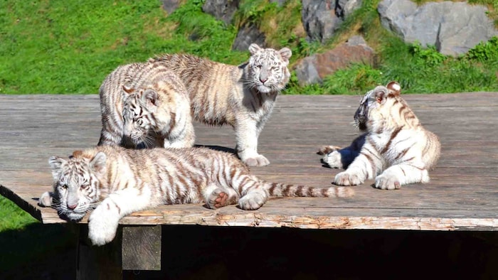 Die Kragenbären sind nun neben den weißen Tigern die großen Stars in Kernhof.
