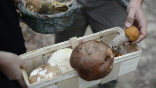 Die 71-Jährige hatte im Weilhartsforst die Orientierung verloren