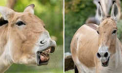 Im Tiergarten wurde für die Onager in Anlehnung an ihren natürlichen Lebensraum eine ...