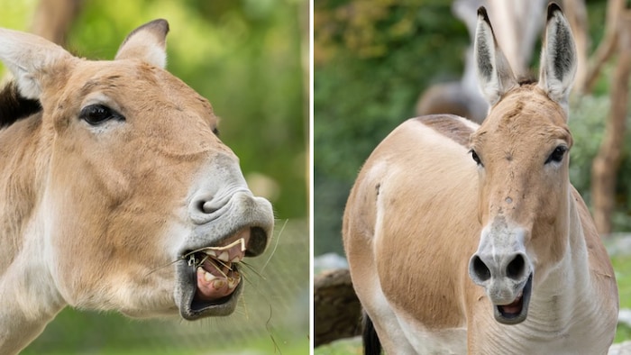 Im Tiergarten wurde für die Onager in Anlehnung an ihren natürlichen Lebensraum eine ...