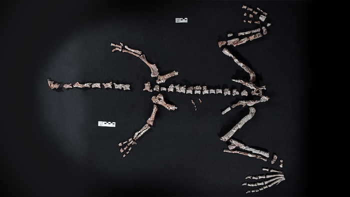 Fossile Knochen von Huayracursor jaguensis