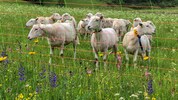 Die Naturschutzorganisation fordert mehr Herdenschutz, stößt aber bei der Tiroler Politik damit ...