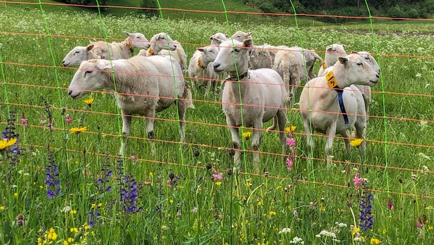 Die Naturschutzorganisation fordert mehr Herdenschutz, stößt aber bei der Tiroler Politik damit ...