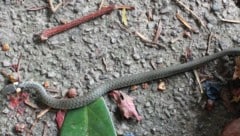 Die Schlange war sehr dünn, dürfte ausgehungert gewesen sein. Sie reagierte auch nicht ...