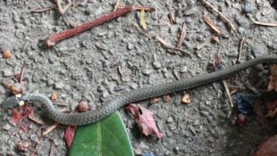 Die Schlange war sehr dünn, dürfte ausgehungert gewesen sein. Sie reagierte auch nicht ...