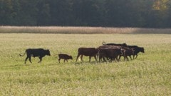 Die Rinderherde kehrte Donnerstag in ihre Koppel zurück.