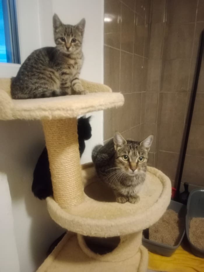 Babykatzen werden nur zu zweit oder zu einer bestehenden Jungkatze vergeben.