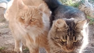 Unzählige Babykatzen und ältere Tiere warten bei „Wir fürs Tier“ auf ein neues Zuhause.