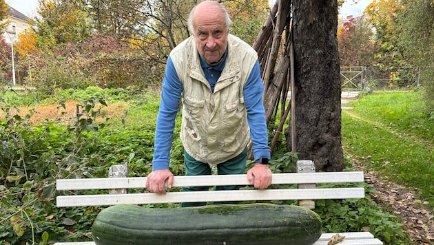 Josef Wieland hinter seinem „Rekord-Kürbis“ mit den Maßen 100 Zentimeter Länge, 20 Zentimeter ...