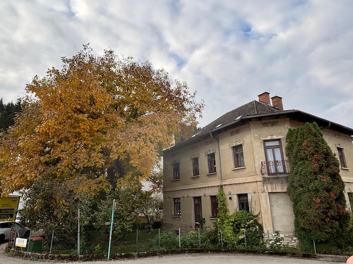 Sein Nussbaum ist der größte der Stadt St. Veit.