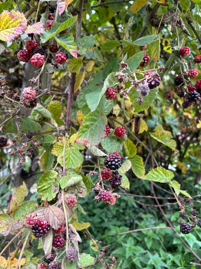 Viele Brombeeren konnte Wieland von seinem vier Meter hohen Brombeerstrauch ernten.