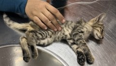 Im ägyptischen Dahab gibt es unzählige Streunerkatzen. Eine österreichische Tierschützerin nimmt ...