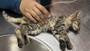 Im ägyptischen Dahab gibt es unzählige Streunerkatzen. Eine österreichische Tierschützerin nimmt ...