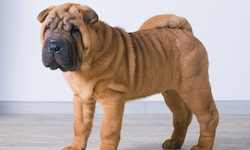 Die Faltenbildung beim Shar Pei wurde lange Zeit gefördert – mit Folgen für den Hund.
