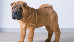 Die Faltenbildung beim Shar Pei wurde lange Zeit gefördert – mit Folgen für den Hund.