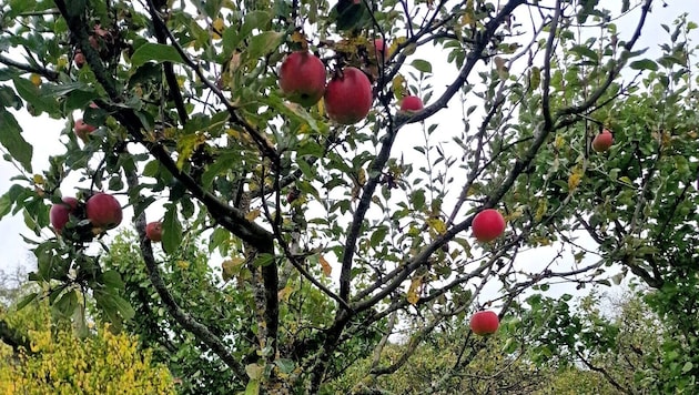 Ob Äpfel, Nüsse oder Birnen: wenn der Baum ein gelbes Band um den Stamm hat heißt das: „Hier ...