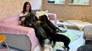„Hunde-Mama“ Brigitte Kainz vom Tierheim in Krems bereitete die acht Rottweilerwelpen perfekt ...