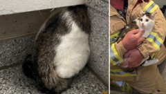 Nur das Hinterteil der bedauernswerten Mieze ragte aus dem Spalt zwischen Wand und Treppe ...